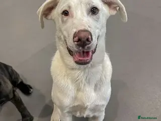 Mixed Breed dogs LOYAL DOUGIE - YOUR REWARDING BEST FRIEND - Advert 3