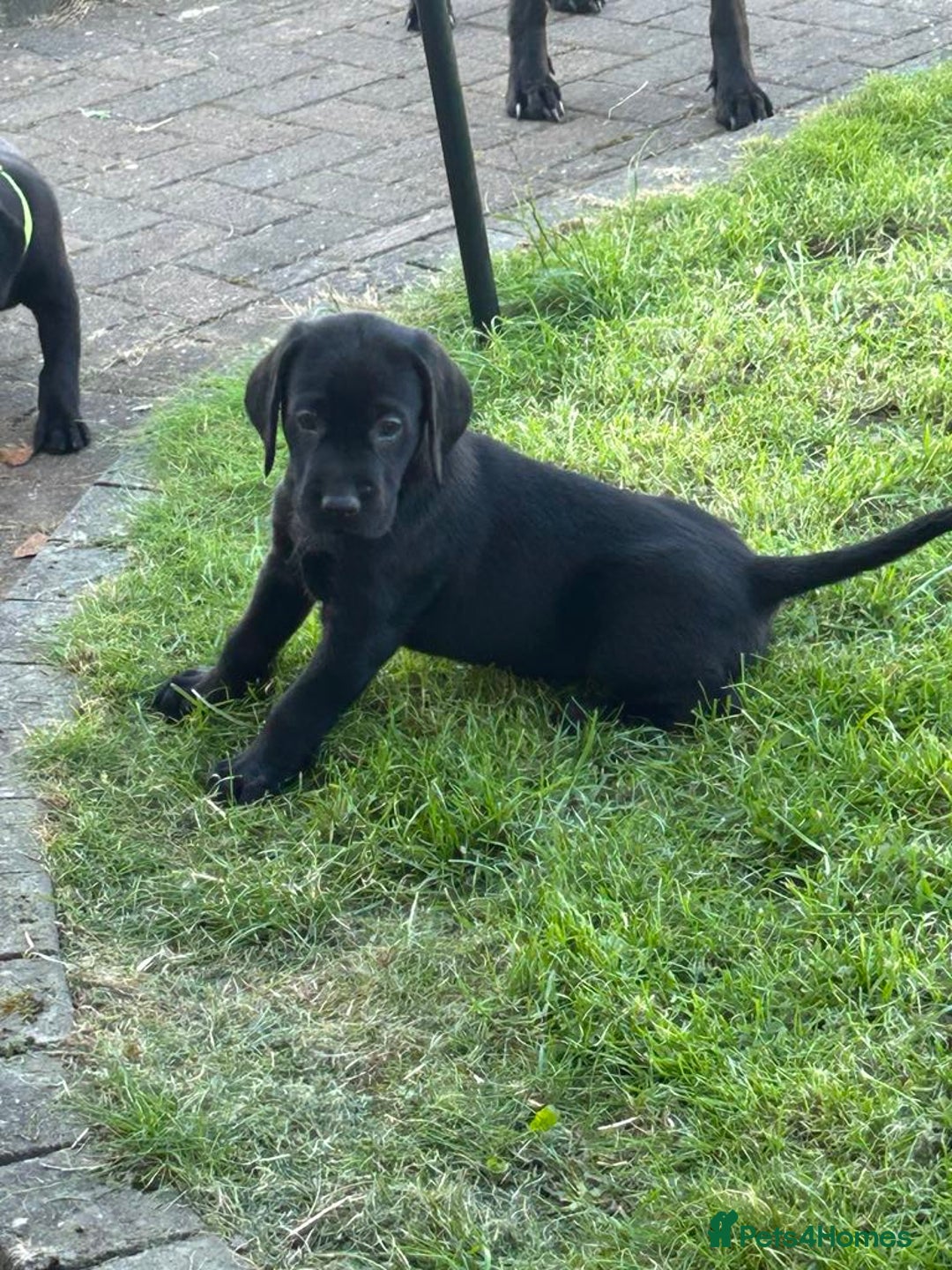 Labrador Retriever dogs for sale: KC reg labs- working bloodline  in Lanark - Image 21