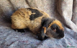Mixed Breed rabbits for sale: 'Dare' Belgian Hare x Mini Lop chocolate buck in Cullompton - Image 3