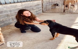 Mixed Breed dogs for adoption: Gambit, 5 yrs approx. Available for adoption. - Image 8