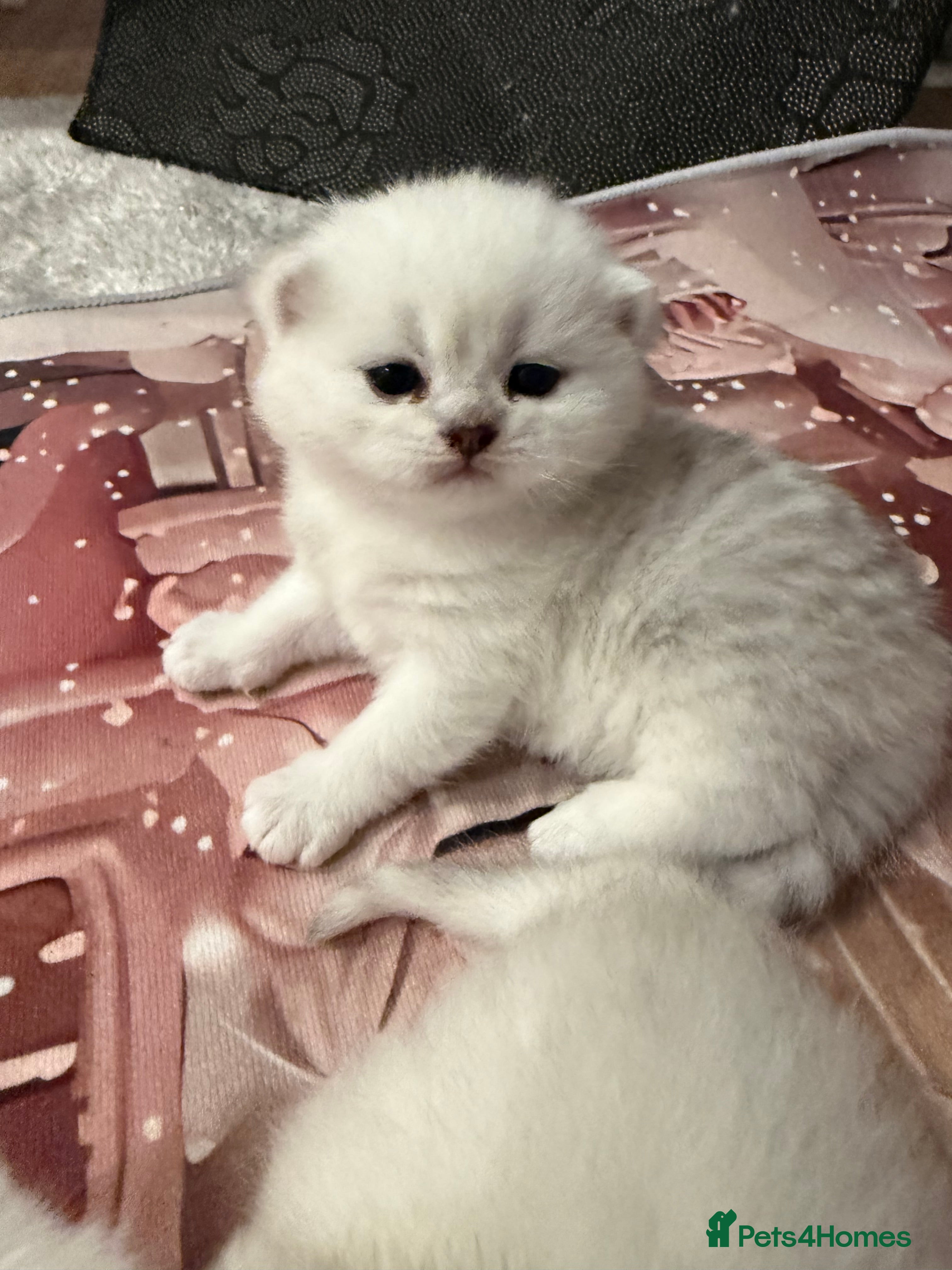 British Shorthair cats Champion British shorthair kitten  - Advert 1