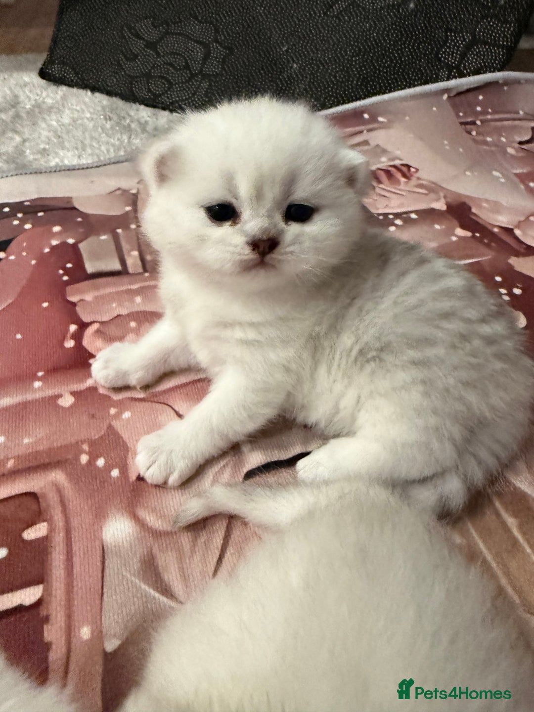 British Shorthair cats for sale: Champion British shorthair kitten  - Advert 1