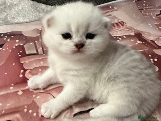 British Shorthair cats Champion British shorthair kitten - Advert 1