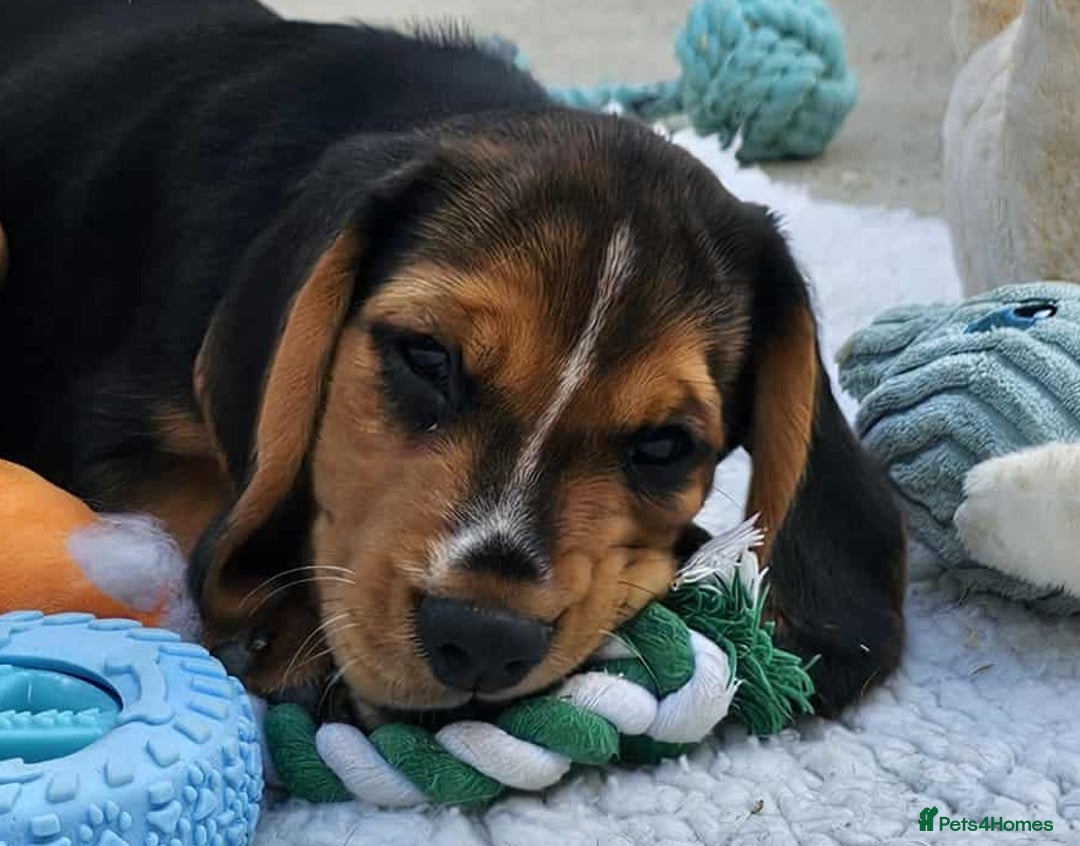 Bocker dogs for sale: Beautiful Bocker Boys - Ready Now - Image 21