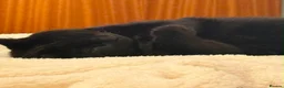 Domestic Shorthair cats for sale: Loveable, adorable, friendly 3 year old cat Loki  in Melksham - Advert 3