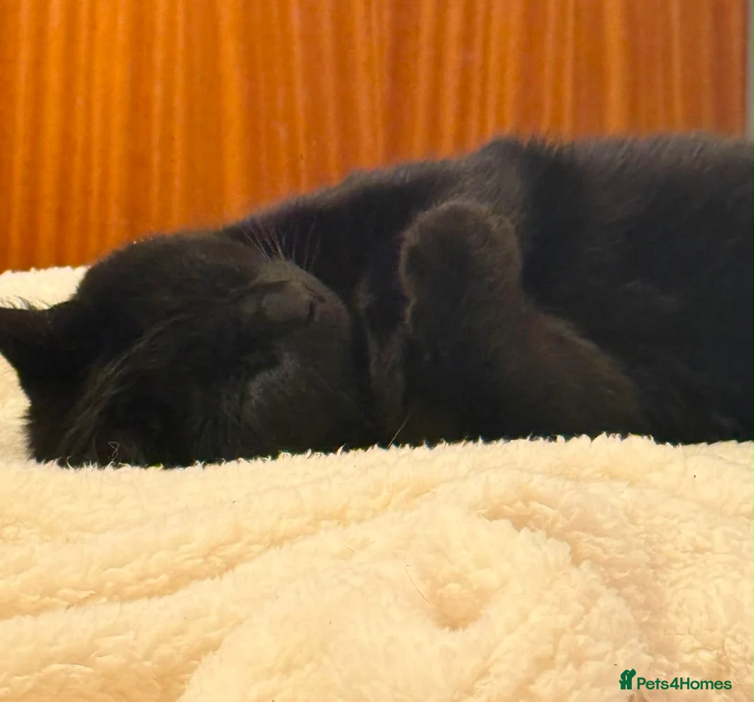 Domestic Shorthair cats for sale: Loveable, adorable, friendly 3 year old cat Loki  in Melksham - Advert 3