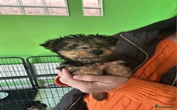 Mixed Breed dogs for sale: 3 x Fox Terrier crossed Welsh Terrier pups - Image 7
