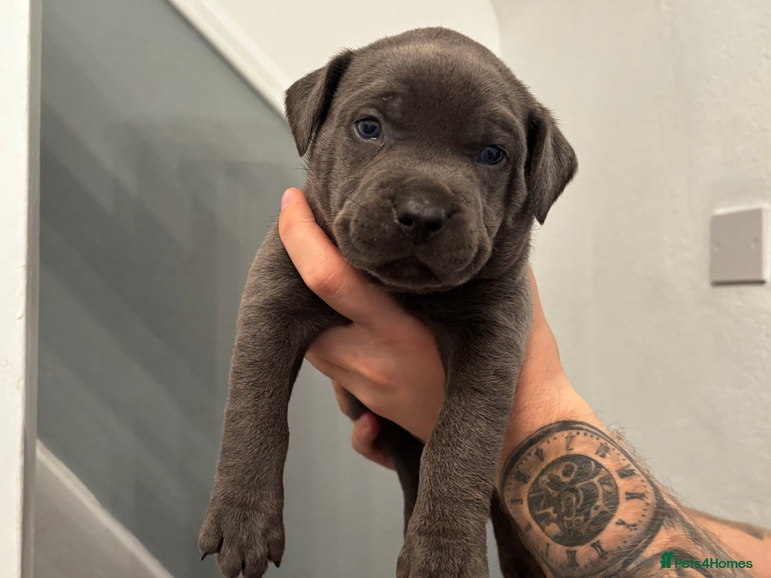 Mixed Breed dogs for sale: Cane Corse X puppies  - Image 12
