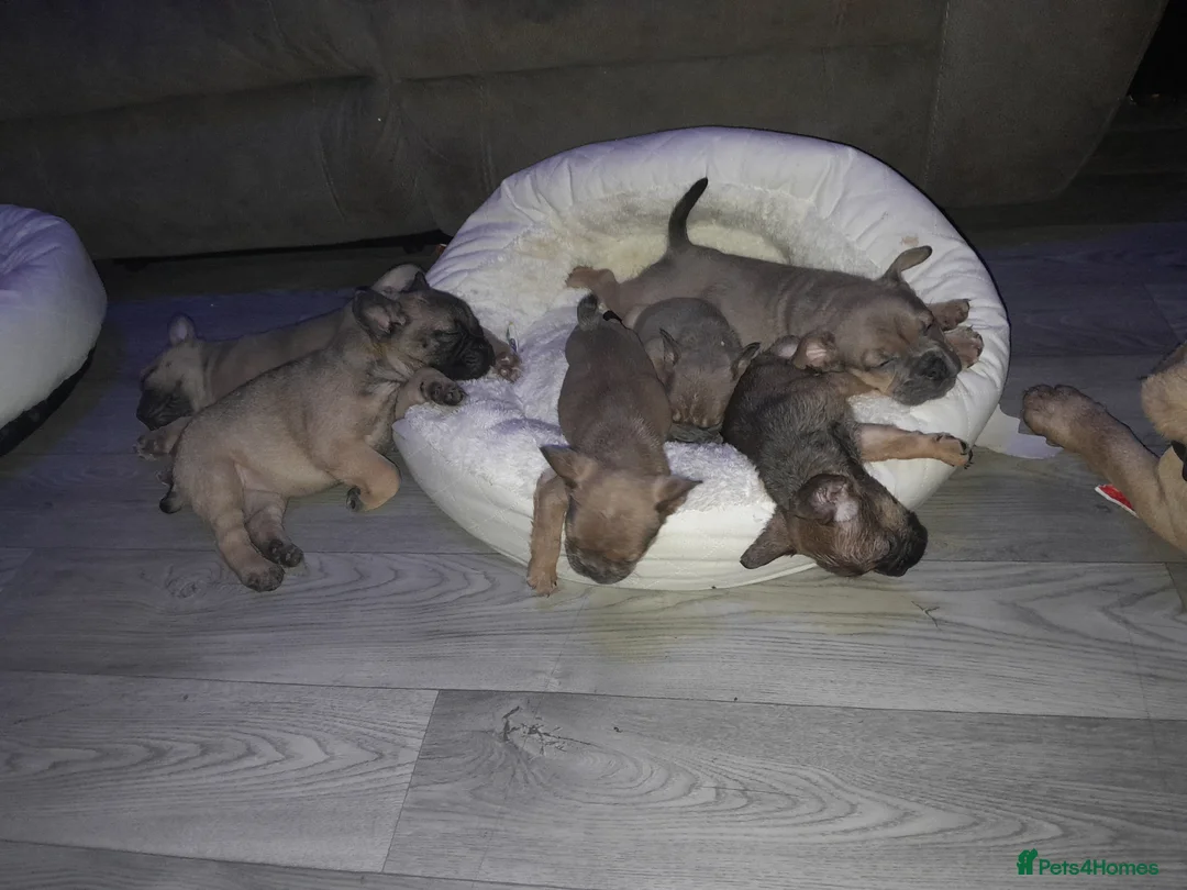 Mixed Breed dogs for sale: French bulldog x - Advert 3