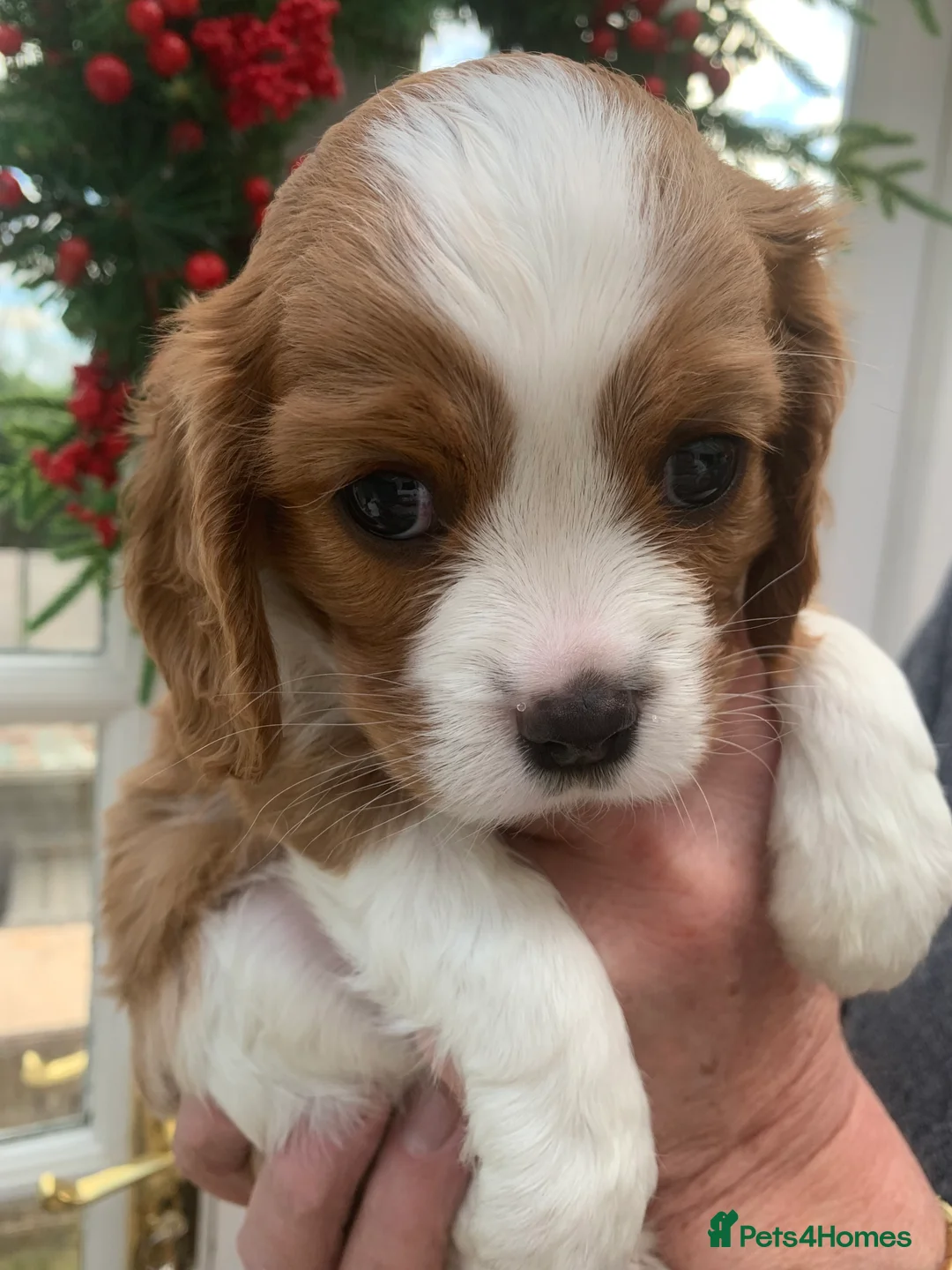 Cavalier King Charles Spaniel dogs for sale: Gorgeous KC reg Cavalier Puppies - Advert 2