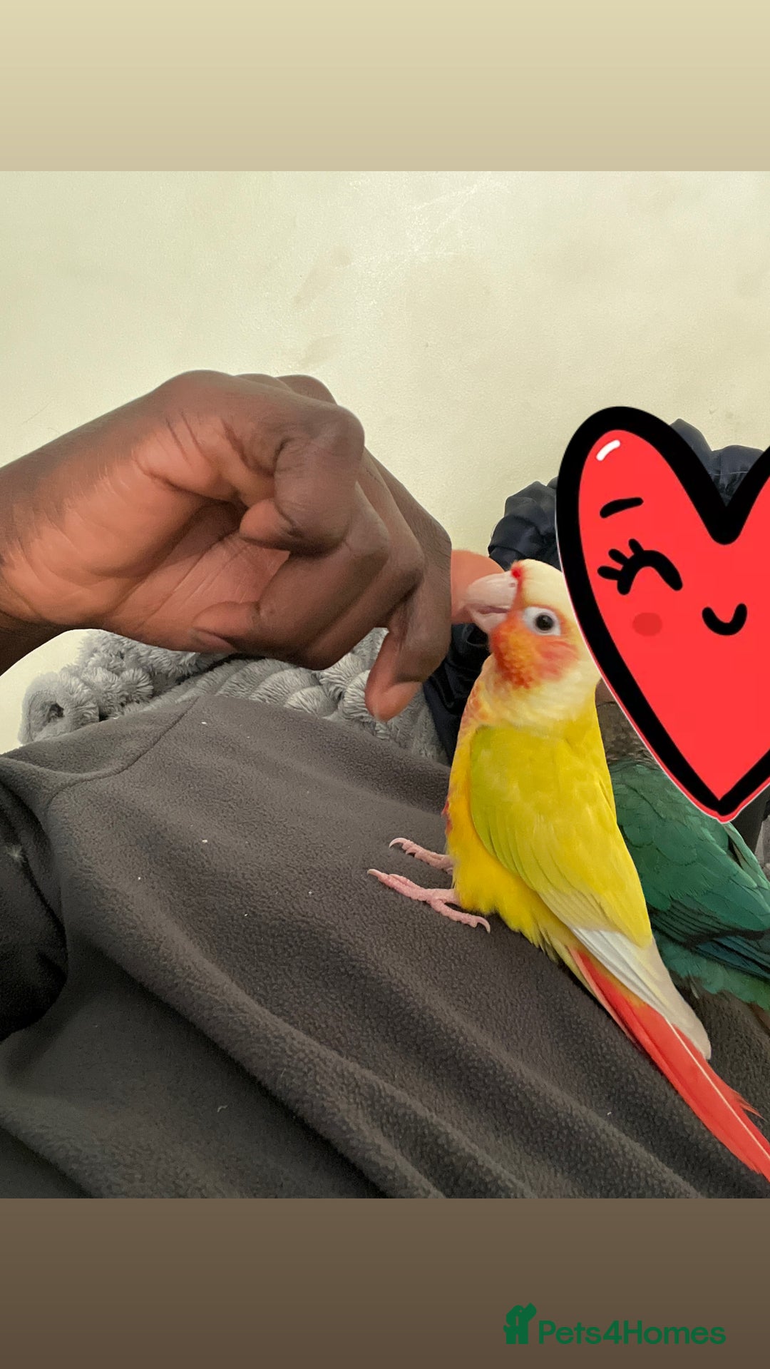 Conures birds for sale: Silly tamed pineapple conure  - Image 2