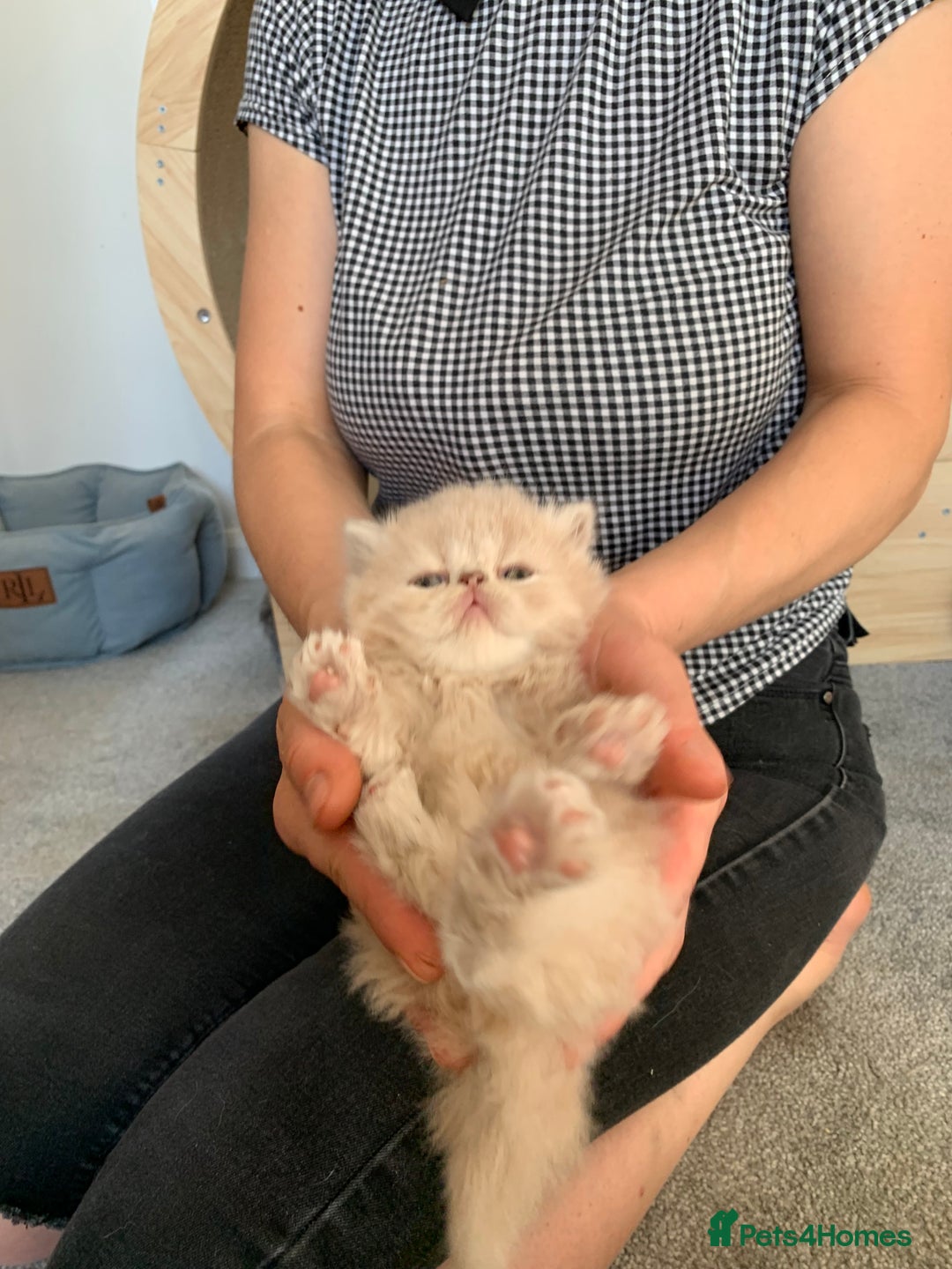 Persian cats for sale: *5 Generations Pedigree Persian Kittens - Image 4
