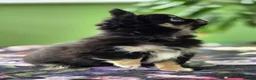 Chihuahua dogs for sale: Amazing Tiny Longcoat Chihuahua Puppies - Advert 31