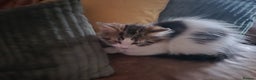 Mixed Breed cats for sale: Kittens ready for new home - Advert 2