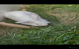British Giant rabbits for sale: Beautiful Male Rabbit  - Image 1