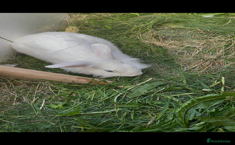 British Giant rabbits - Advert 2