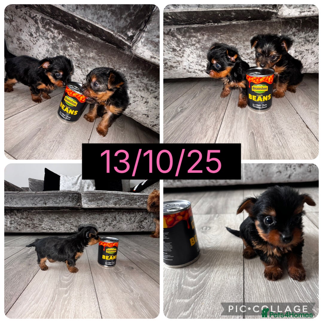 Yorkshire Terrier dogs for sale: Yorkshire terrier puppies 🐶  - Image 3