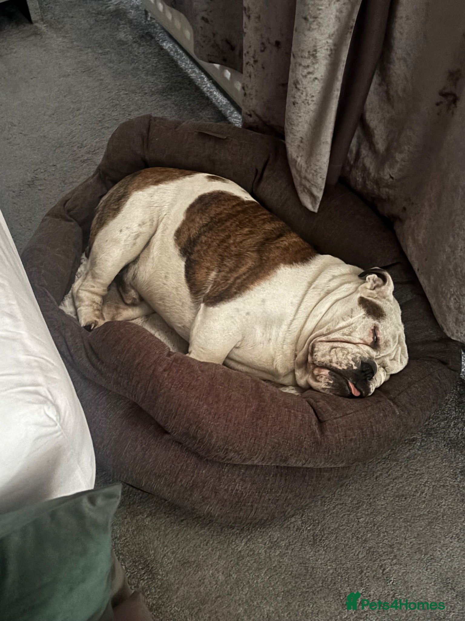 English Bulldog dogs English Bull Dog 18 months old - Advert 1