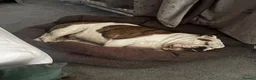 English Bulldog dogs for sale: English Bull Dog 18 months old in Tamworth - Advert 2