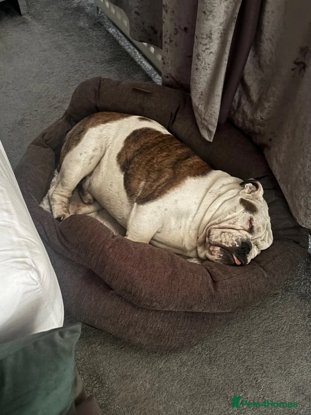 English Bulldog dogs for sale: English Bull Dog 18 months old in Tamworth - Advert 2