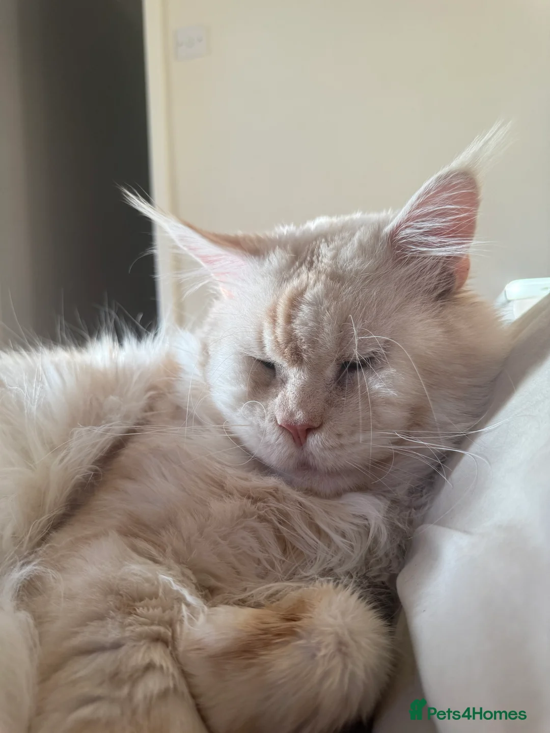 Maine Coon cats for stud: Three HANDSOME Maine Coon Studs! - Advert 4