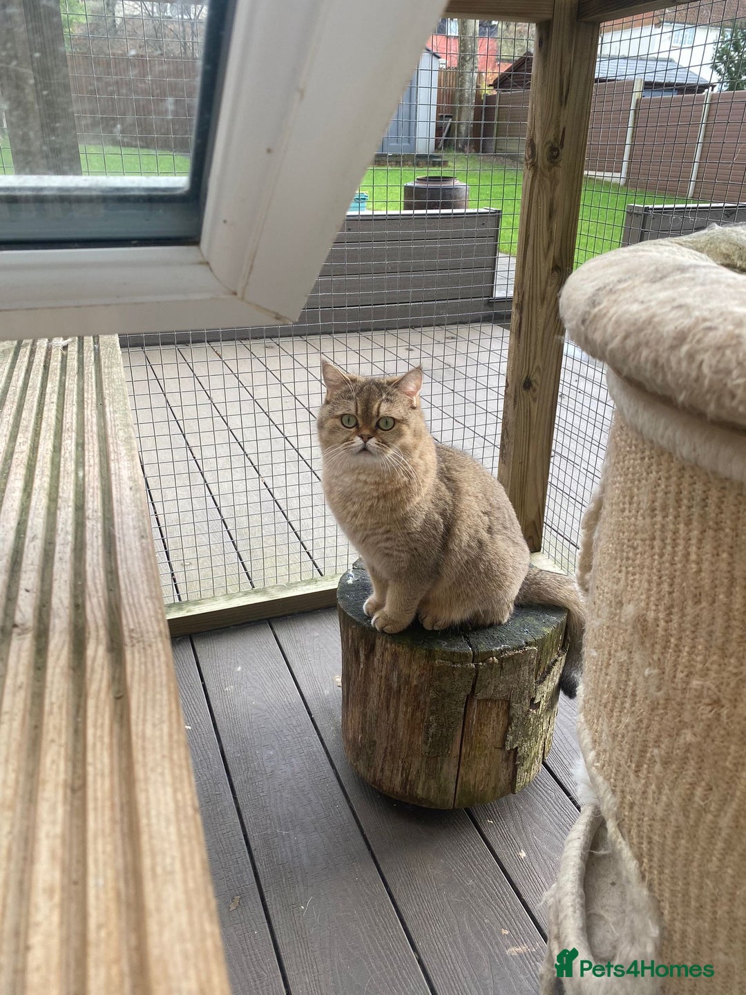 Scottish Fold cats for sale: Beautiful Scottish Straight cats  - Advert 6