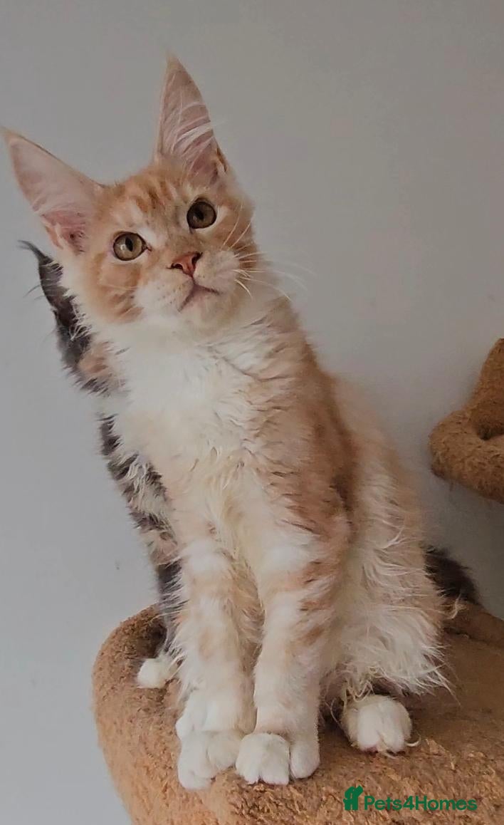Maine Coon cats Maine coon kittens from heath tested parents - Advert 2