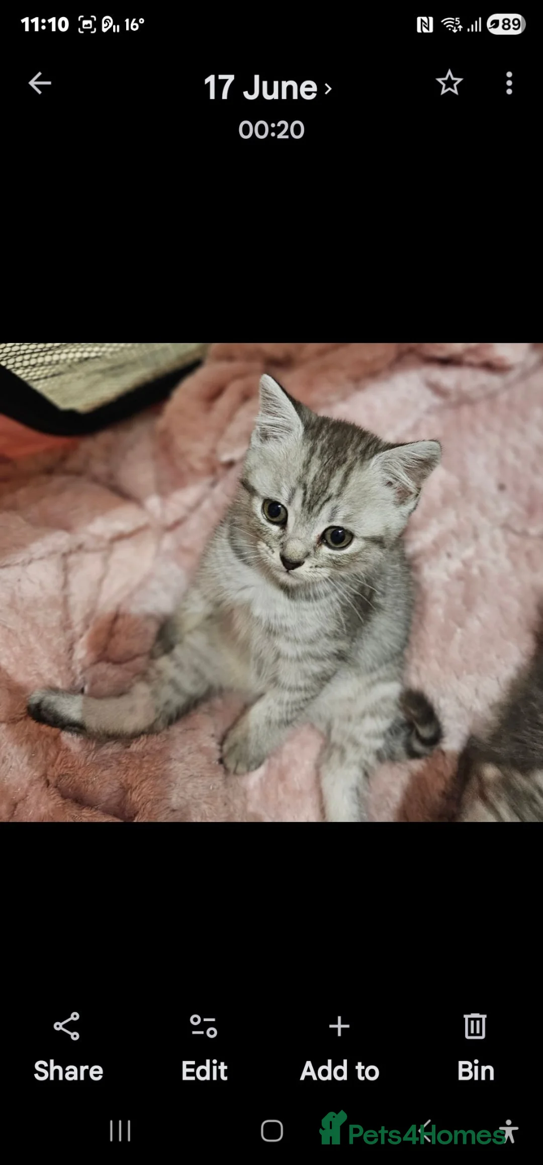 Mixed Breed cats for sale: Persian cross kittens x 5 - Advert 1