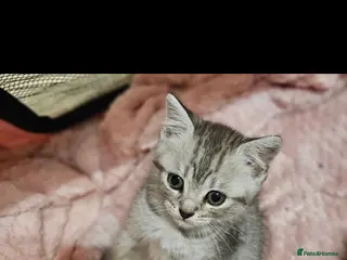 Mixed Breed cats Persian cross kittens x 5 - Advert 13