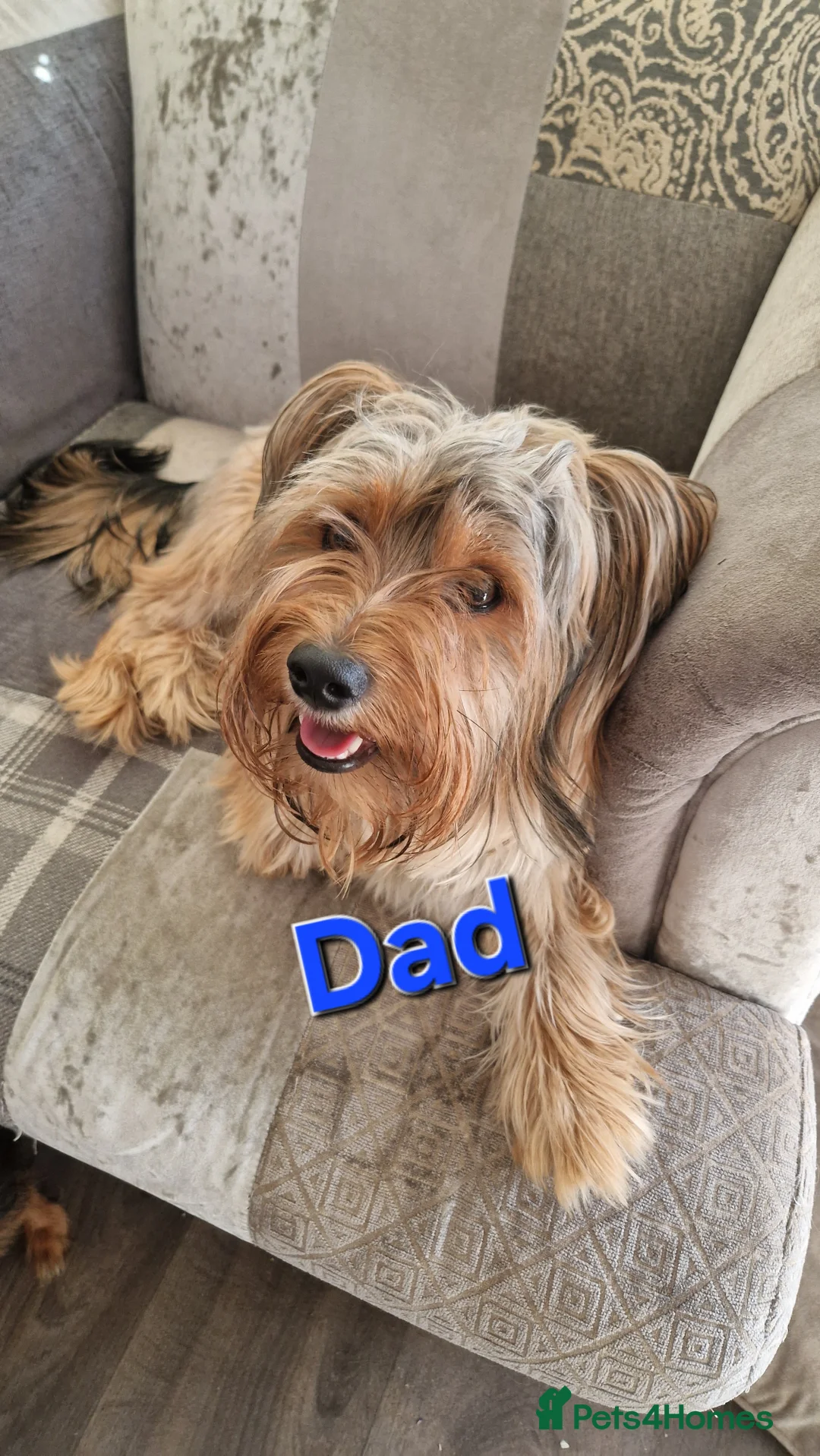 Yorkshire Terrier dogs for sale: 6 GORGEOUS YORKIE PUPS. 1 REMAINING - Advert 7