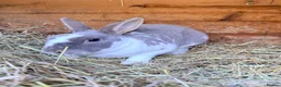 Rex rabbits for sale: Brocken lilc mini Rex  - Advert 2