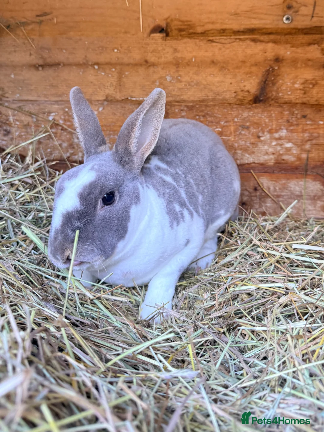 Rex rabbits for sale: Brocken lilc mini Rex  - Advert 2