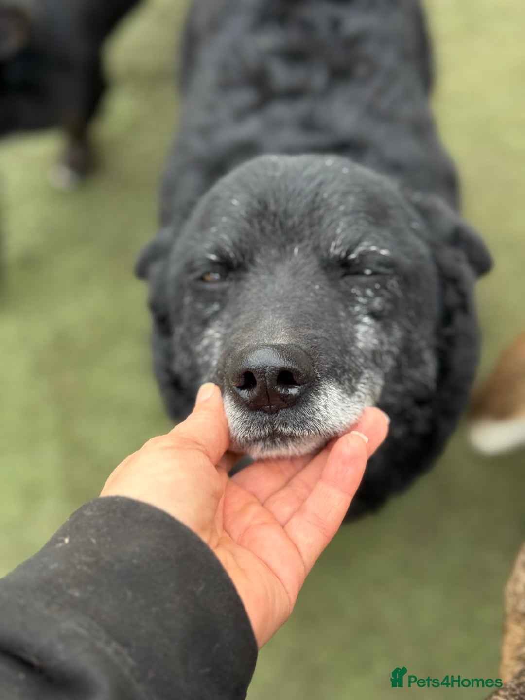 Mixed Breed dogs for adoption: Sweet Romeo Looking for LOVE - Advert 20