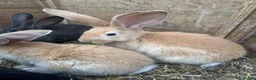 Continental Giant rabbits for sale: Six baby continental giant rabbits in Honiton - Advert 2