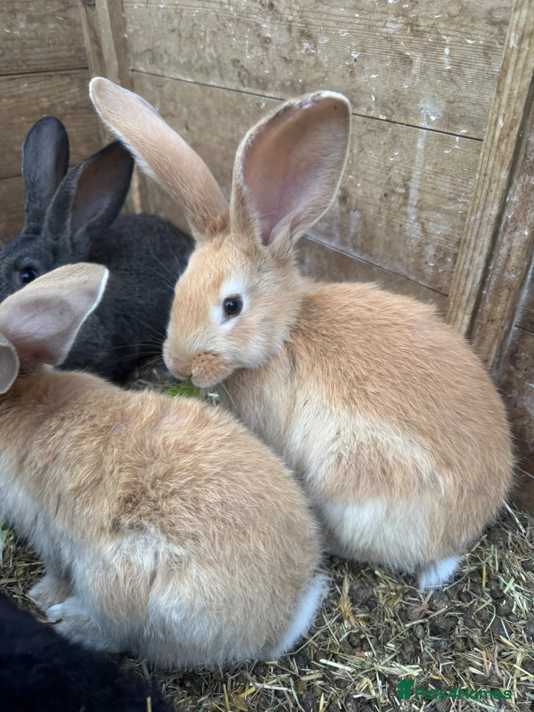 Continental Giant rabbits for sale: Six baby continental giant rabbits in Honiton - Advert 2