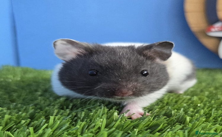 Hamster rodents - Advert 1