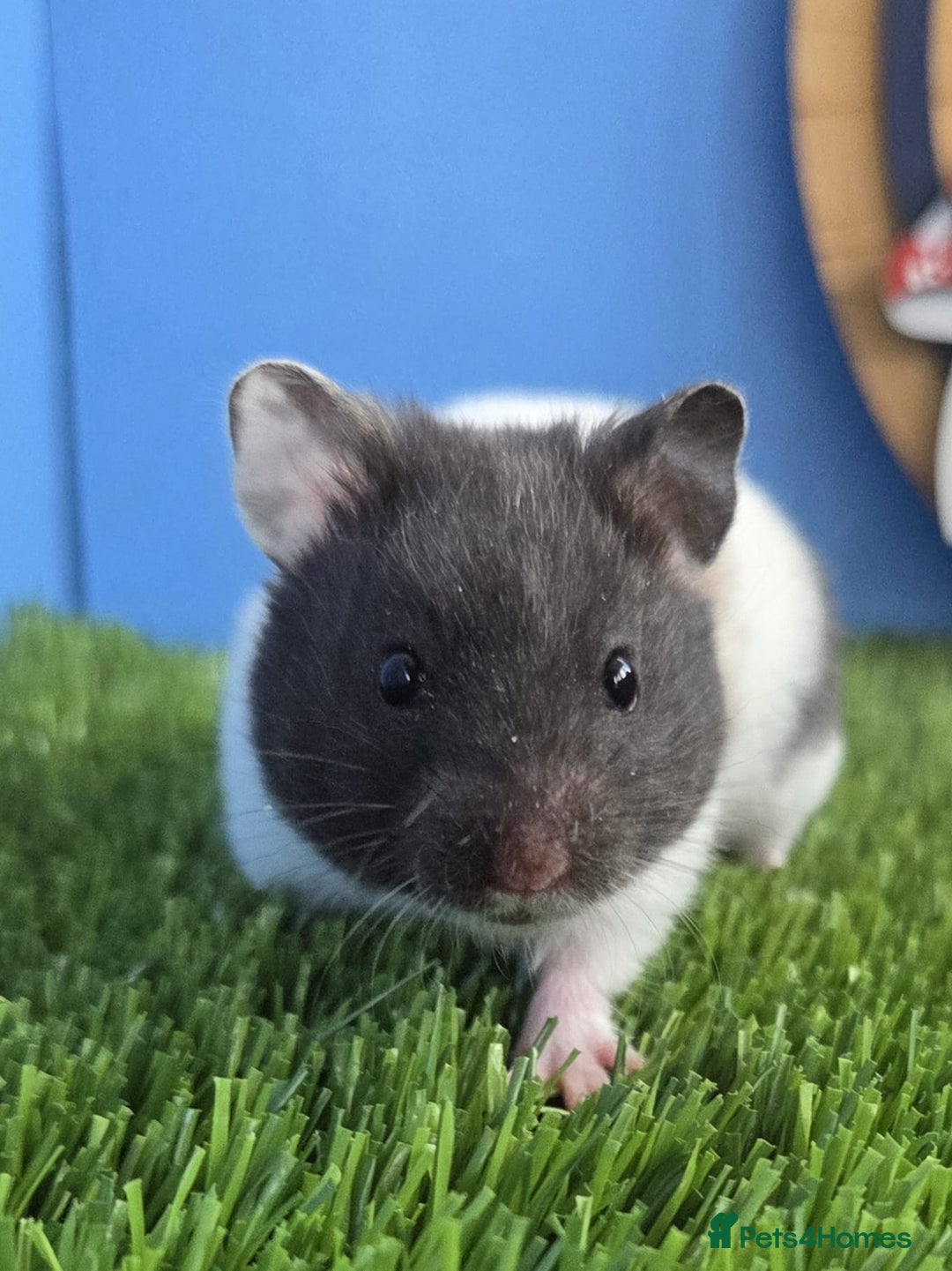 Hamster rodents for sale: Syrian Hamster Babies Baby Boy Girl Male Female    - Image 1