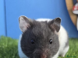 Hamster rodents - Advert 5