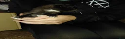 Domestic Shorthair cats for sale: Beautiful litter for sale  in Bedworth - Advert 6