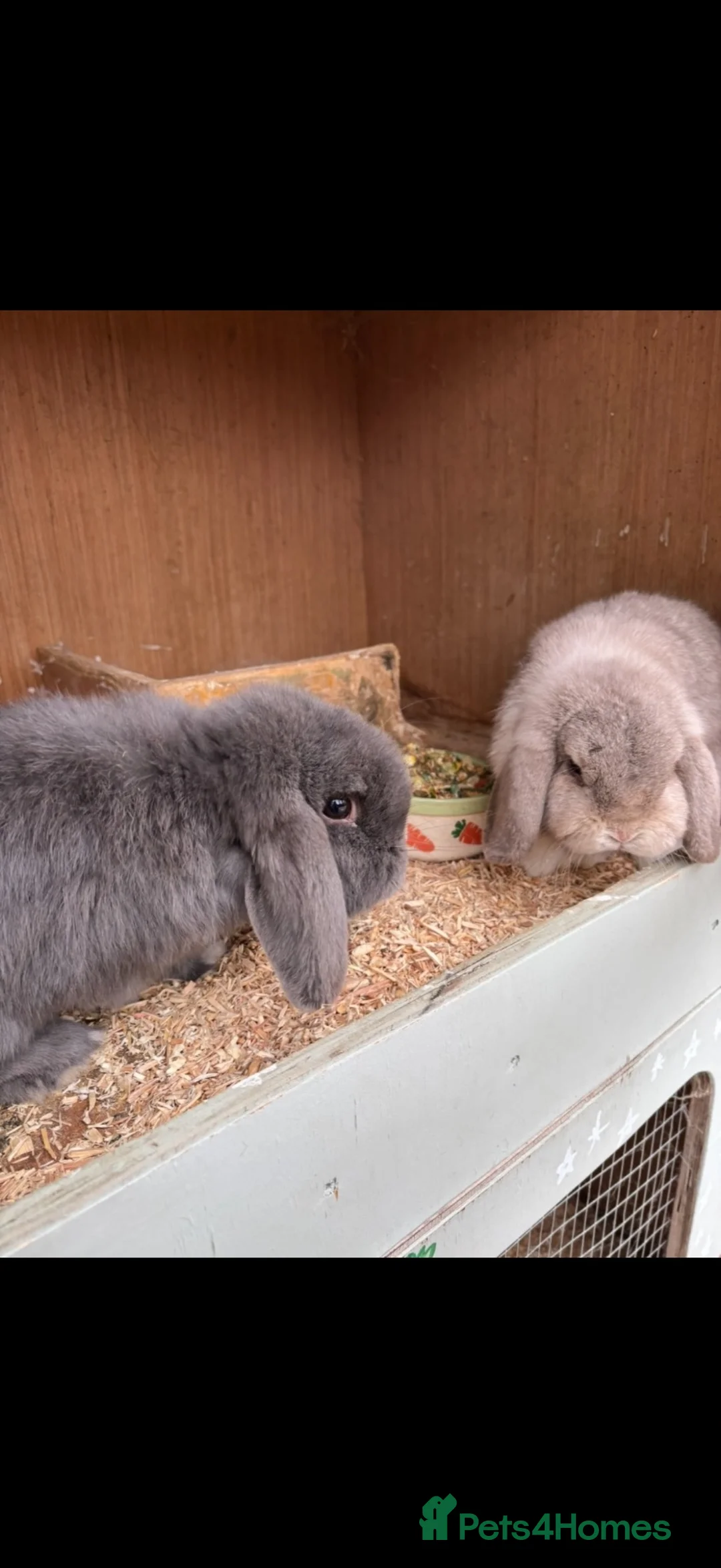 Mini Lop rabbits for sale: Two male mini lop rabbits in Spalding - Advert 2