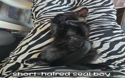 Ragdoll cats for sale: 12 half-Ragdolls (£150-£475) - Image 16