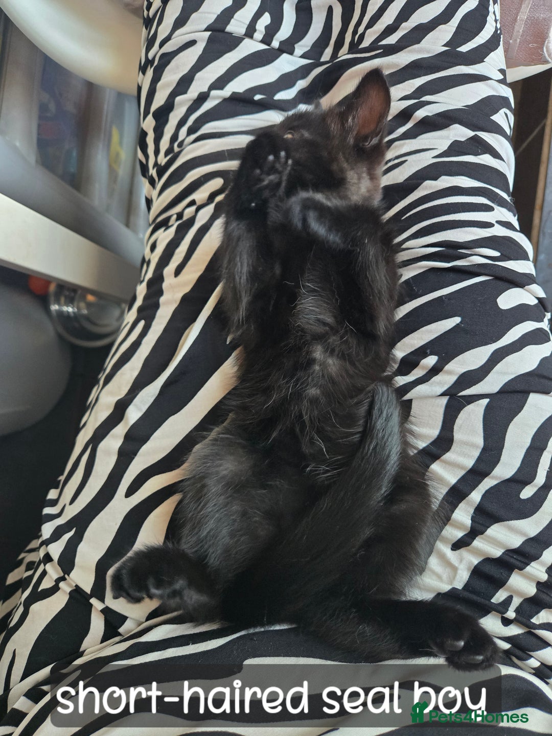 Ragdoll cats for sale: 12 half-Ragdolls (£150-£475) - Image 16
