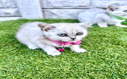British Shorthair cats for sale: Silver Ticked British ShortHair Kittens TICA - Image 22