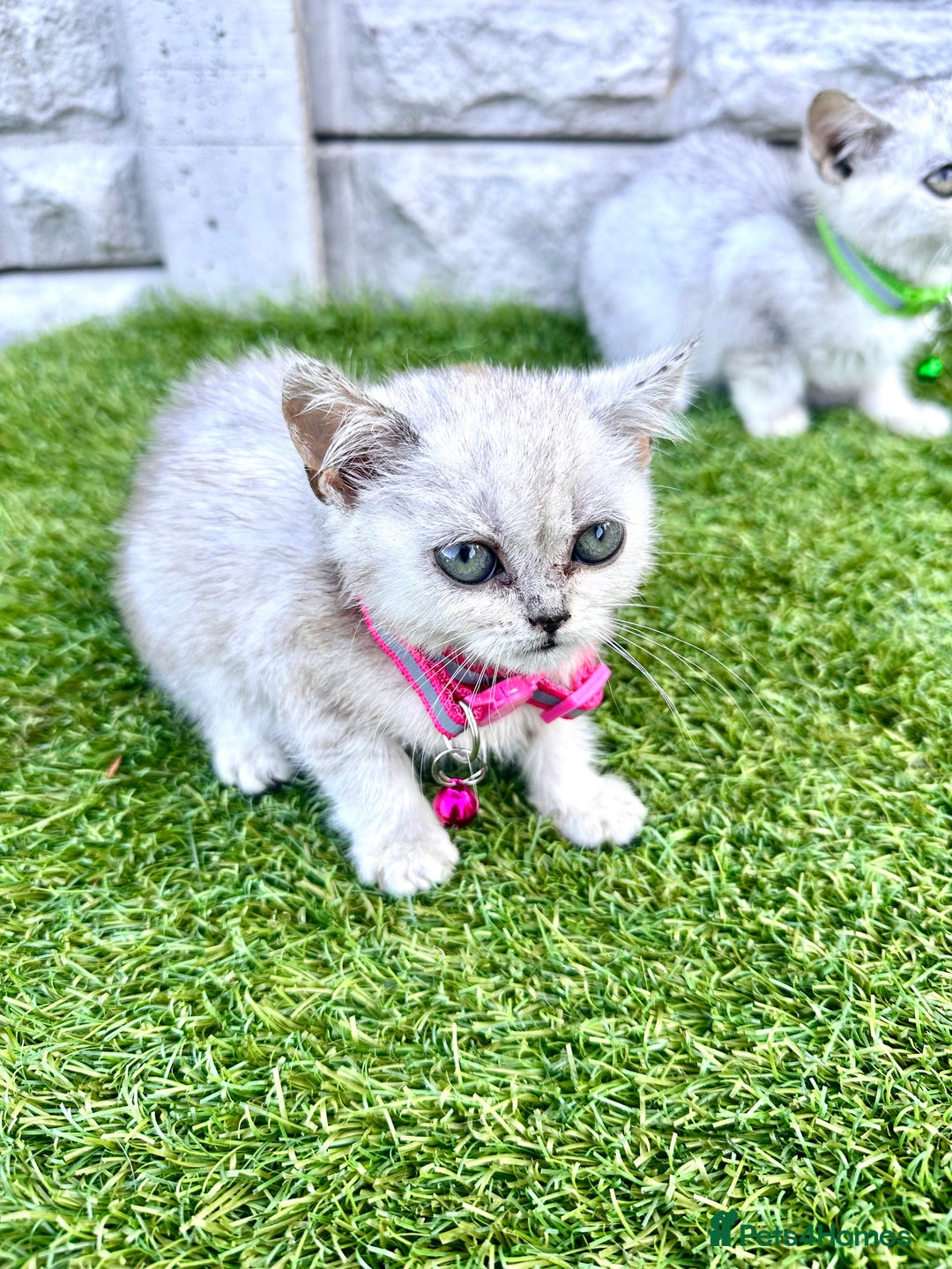 British Shorthair cats for sale: Silver Ticked British ShortHair Kittens TICA - Image 22