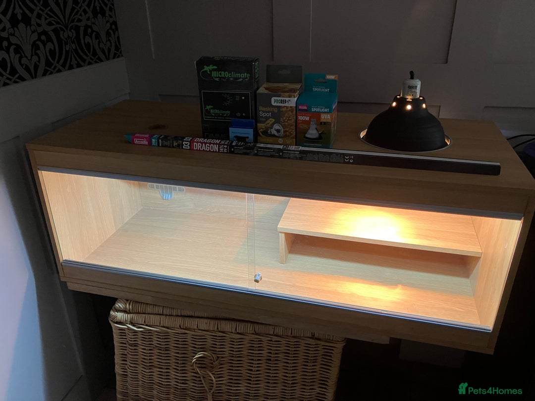 Bearded Dragon reptiles for sale: Bearded Dragon Vivarium Setup Kit in Downham Market - Image 2