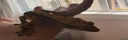 Gecko reptiles for sale: Harlequin crested gecko  - Advert 4