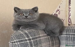 British Shorthair cats for sale: GCCF Reg. Blue and Lilac self boys.  - Image 7