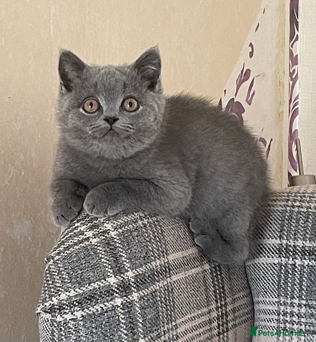 British Shorthair cats for sale: GCCF Reg. Blue and Lilac self boys.  - Image 7