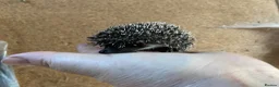 Pygmy Hedgehog rodents for sale: African Pygmy hedgehogs  - Advert 10