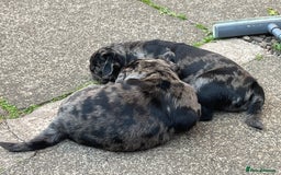 Pug dogs for sale: Last Merle boy, price reduced again! - Image 17
